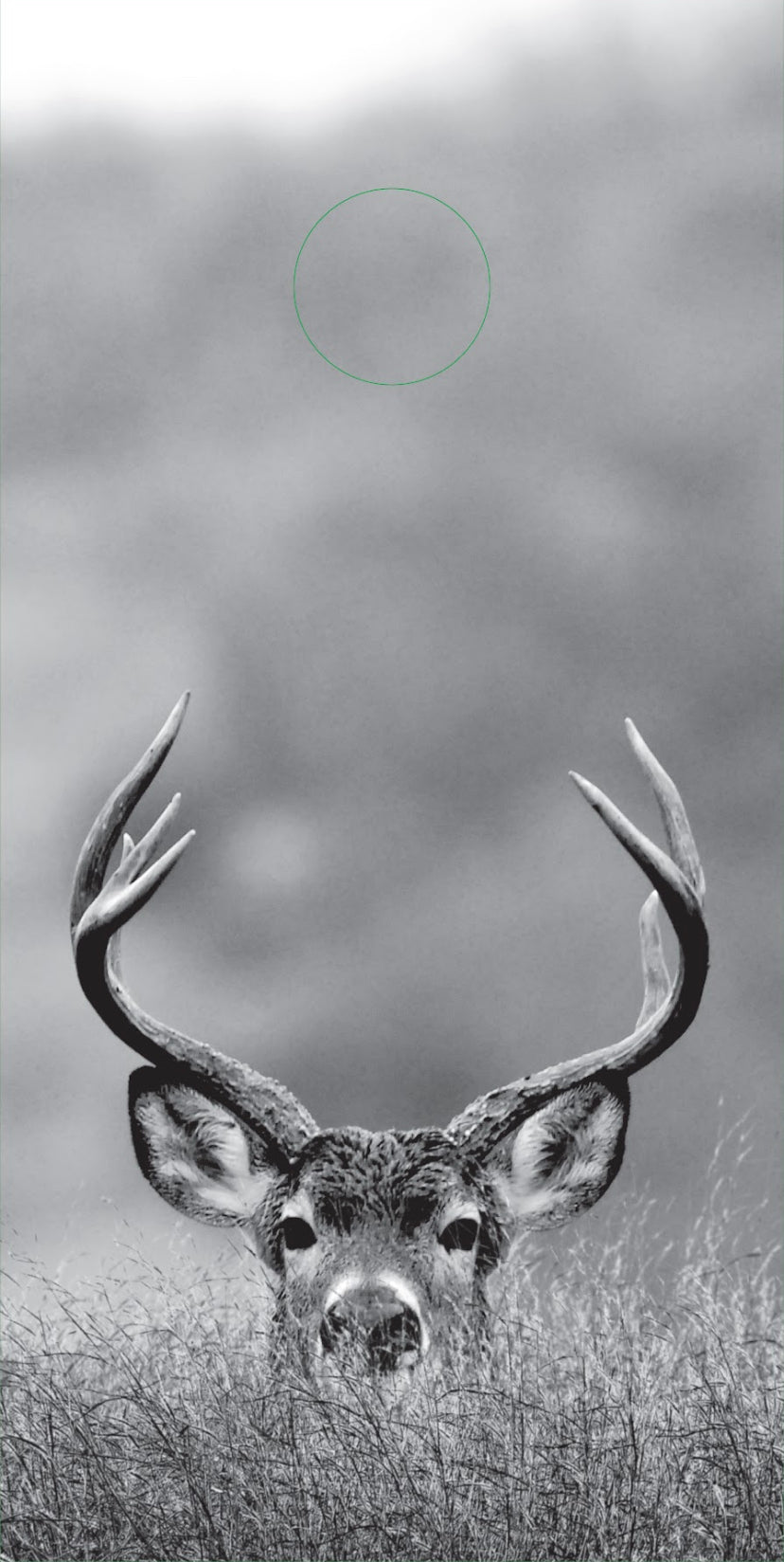 Deer/BW (boards only)